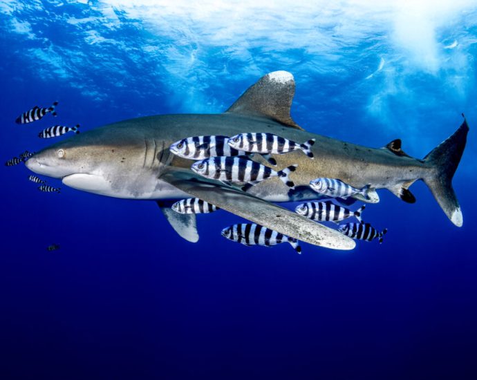 sharks-and-rays-gain-landmark-protections-as-nations-move-to-curb-international-trade