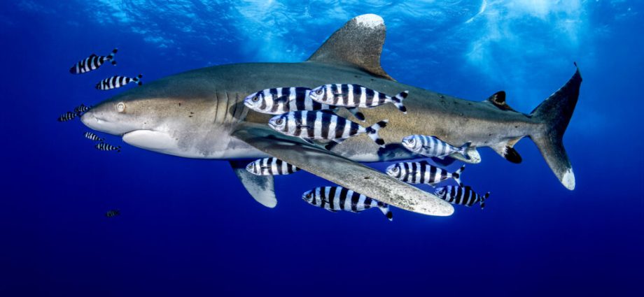 sharks-and-rays-gain-landmark-protections-as-nations-move-to-curb-international-trade