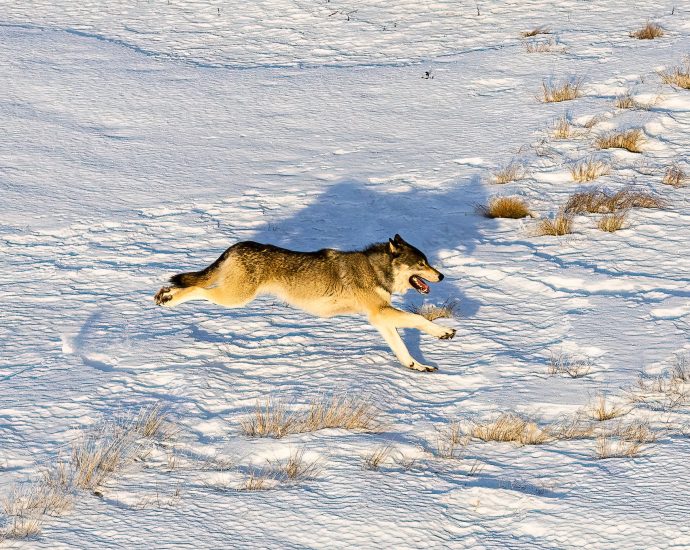 colorado-wolves-are-on-the-move