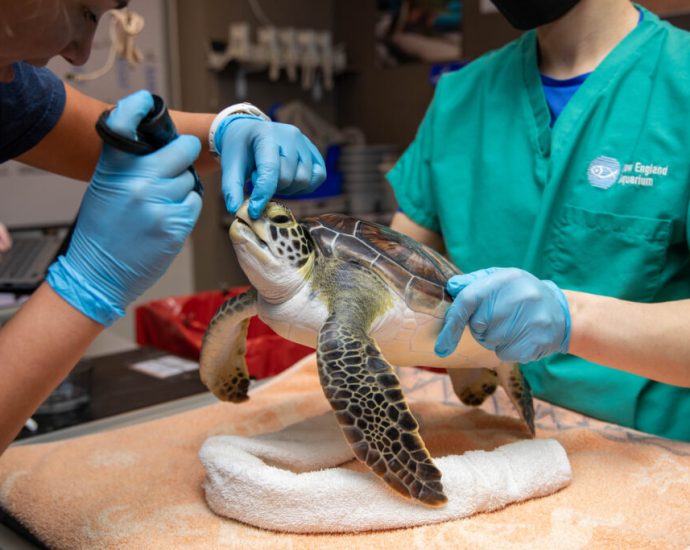 hundreds-of-sea-turtles-are-freezing-in-cape-cod