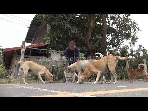thai-villagers-stay-behind-to-feed-animals-and-guard-empty-homes-as-border-clashes-force-mass-evacua