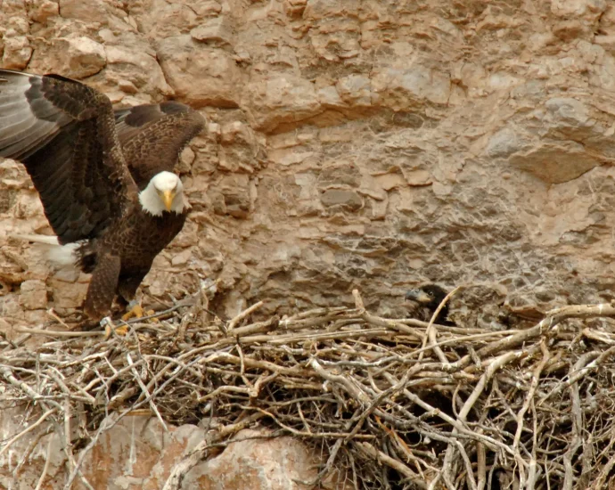 these-bald-eagles-fly-the-wrong-way-every-year-and-stun-scientists