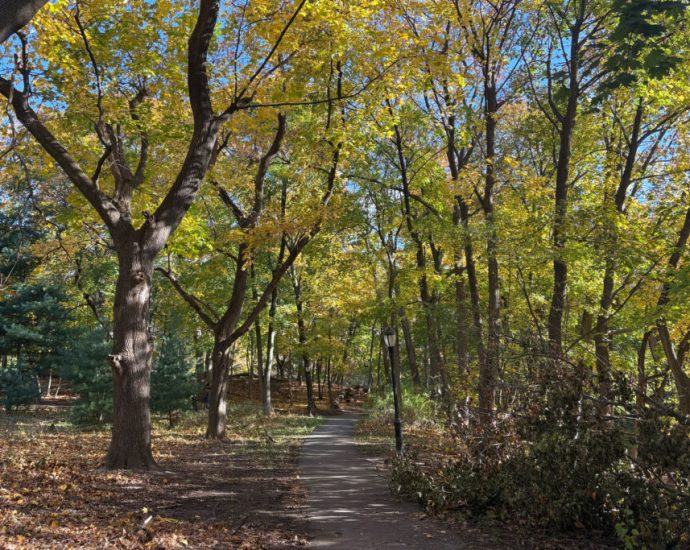 new-york-city’s-forests-are-ailing.-new-funding-may-get-at-the-root-of-the-problem