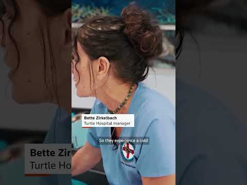 endangered-sea-turtles-get-winter-refuge-at-florida-keys-hospital