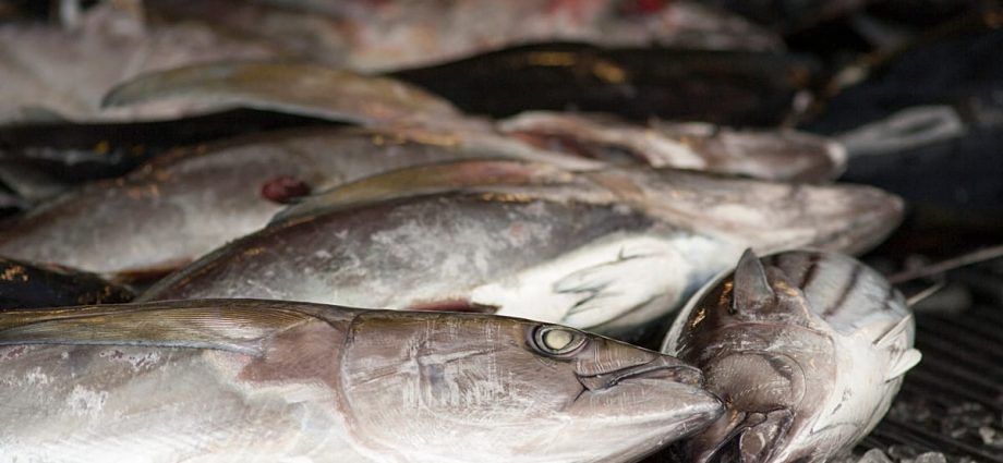 eu-agrees-on-fishing-quotas-for-2026-after-intense-negotiations