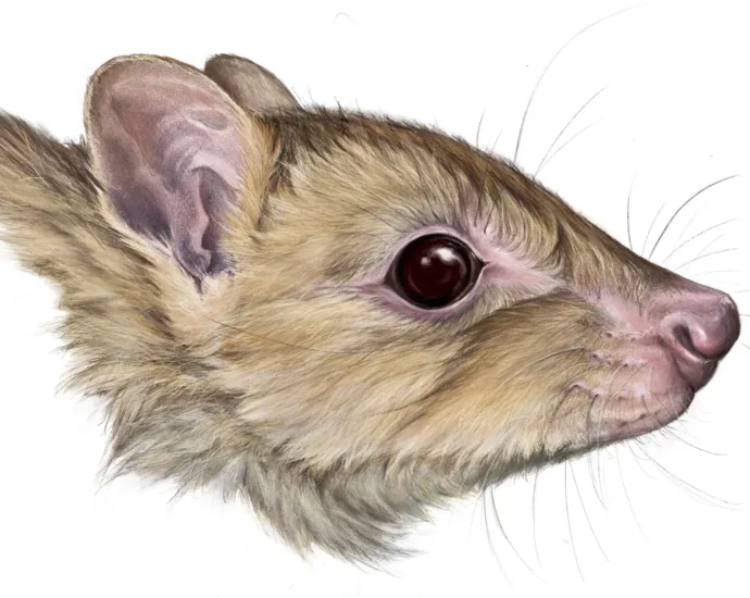 new-ghost-marsupial-related-to-the-kangaroo-found-in-australia