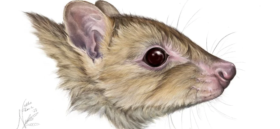 new-ghost-marsupial-related-to-the-kangaroo-found-in-australia