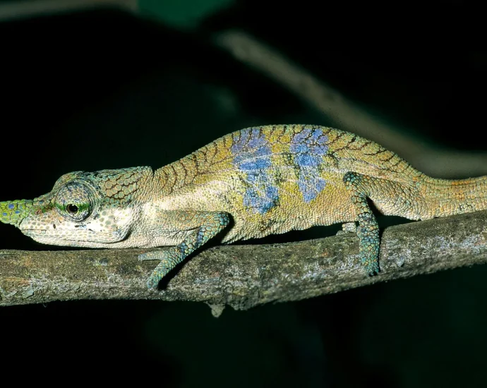 a-long-nosed-chameleon-hid-its-true-identity-for-150-years