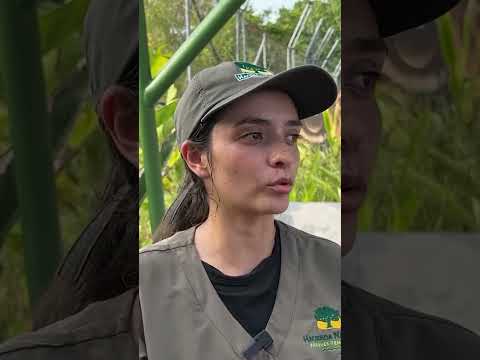 lions,-hippos-get-festive-treats-at-colombia-park-|-reuters