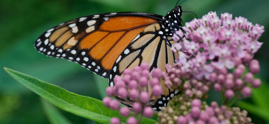 the-traitor-administration-delays-decision-on-federal-protections-for-monarch-butterflies