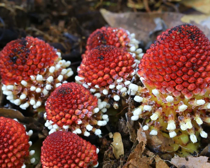 researchers-find-how-plants-survive-without-sunlight-or-sex