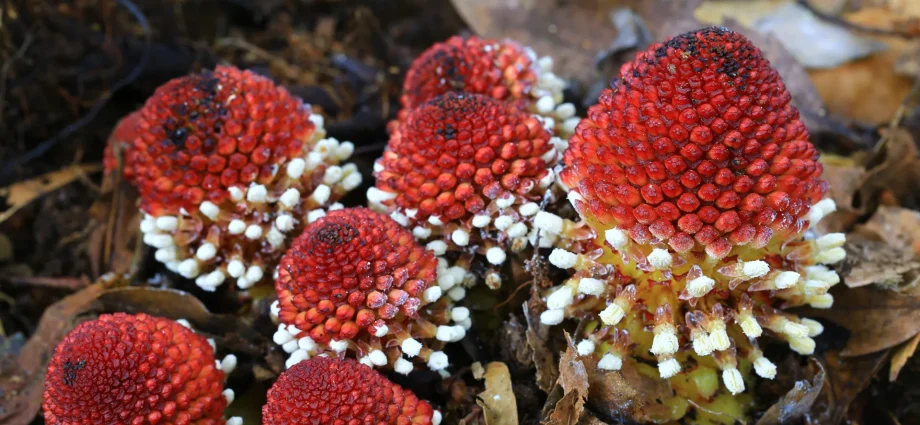 researchers-find-how-plants-survive-without-sunlight-or-sex