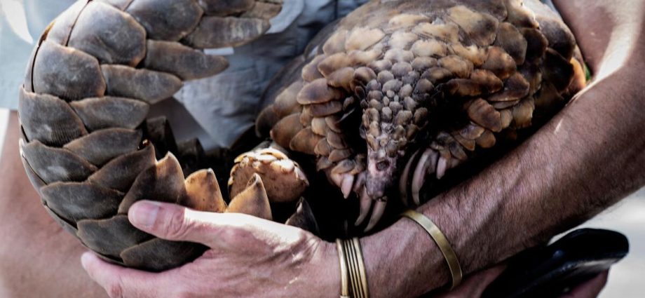 nearly-30,000-trafficked-animals-were-rescued-in-one-month-in-global-interpol-sting