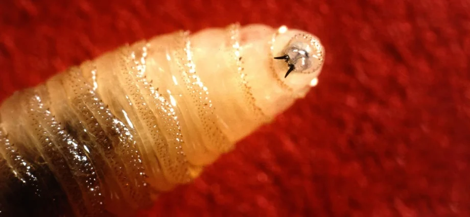 a-flesh-eating-fly-once-eradicated-is-moving-back-toward-the-us.