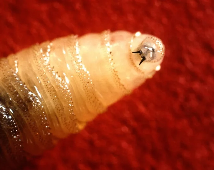 A flesh-eating fly once eradicated is moving back toward the U.S.