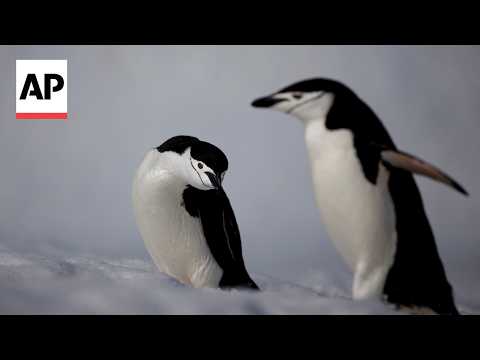 some-animals-evolved-to-sleep-despite-risks,-including-taking-thousands-of-naps