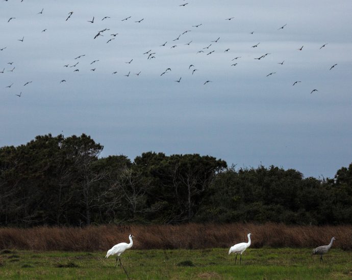 the-world’s-last-flock-of-wild-whooping-cranes-gets-more-living-space