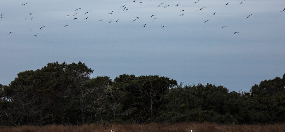 the-world’s-last-flock-of-wild-whooping-cranes-gets-more-living-space