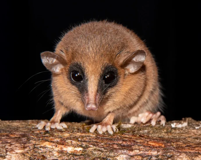 from-biting-flies-to-feathered-dinosaurs,-scientists-reveal-70-new-species