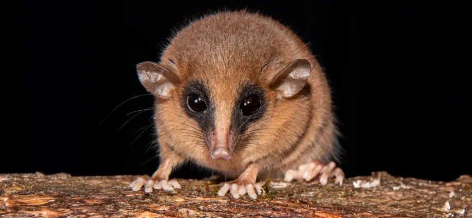 from-biting-flies-to-feathered-dinosaurs,-scientists-reveal-70-new-species