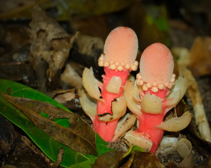this-“mushroom”-is-not-a-fungus,-it’s-a-bizarre-plant-that-breaks-all-the-rules