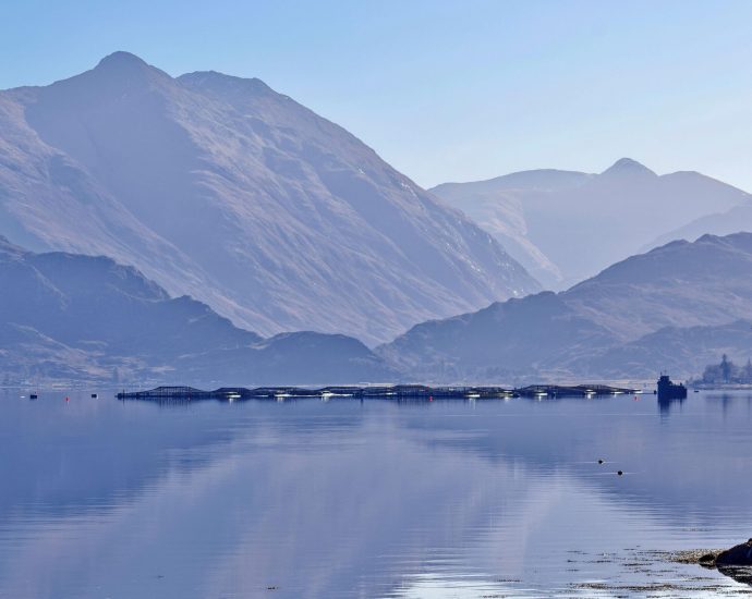 ‘they-don’t-give-a-damn’:-scotland’s-highland-communities-tire-of charm-offensive-by-‘polluting’-salmon-giant-mowi