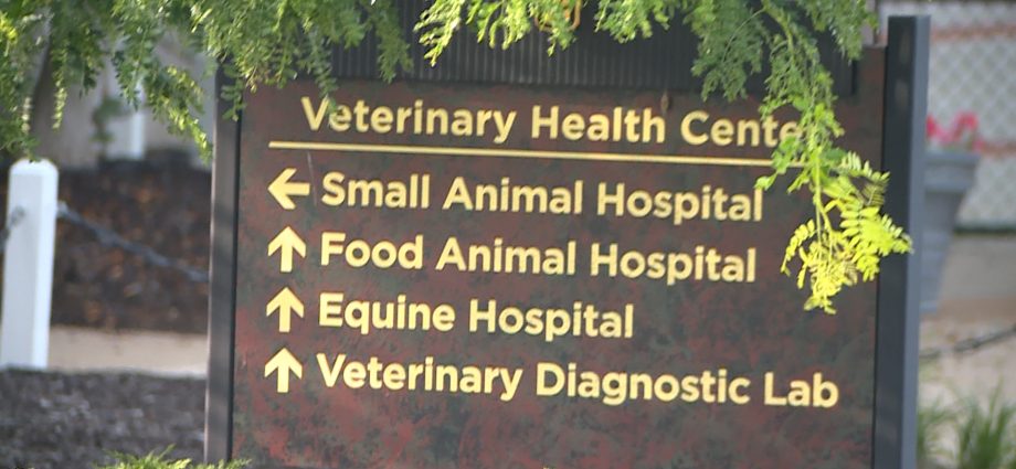 justice-department-calls-for-affordable-vet-care