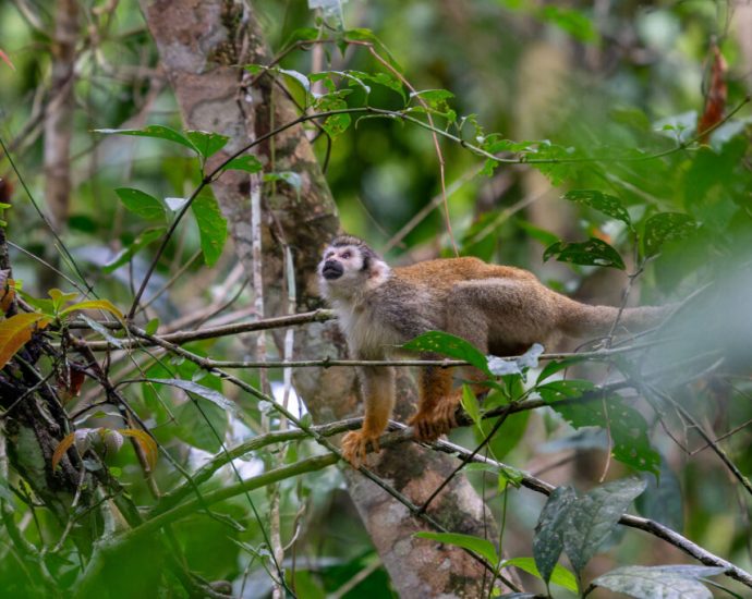 countries-want-debt-relief-for-conservation.-is-china-ready-to-play-a-role?