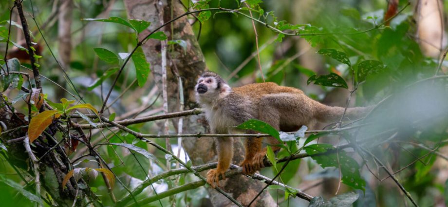 countries-want-debt-relief-for-conservation.-is-china-ready-to-play-a-role?