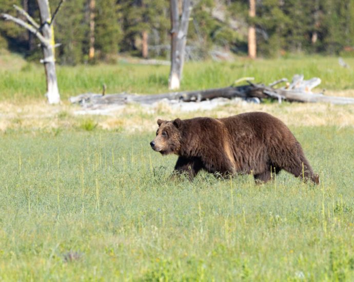 could-rescinding-the-roadless-rule-make-it-harder-to-delist-yellowstone-grizzlies?