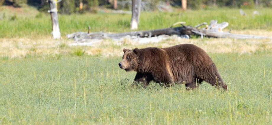 could-rescinding-the-roadless-rule-make-it-harder-to-delist-yellowstone-grizzlies?