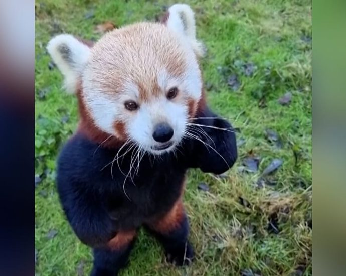 berlin-zoo-animals-enjoy-christmas-snacks-and-festive-treats