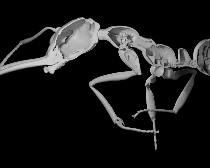 why-evolution-rewarded-ants-that-sacrificed-protection