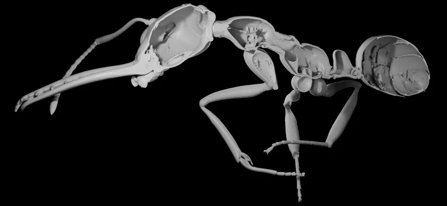 why-evolution-rewarded-ants-that-sacrificed-protection