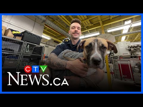 saskatoon-firefighter-adopts-dog-rescued-from-south-saskatchewan-river