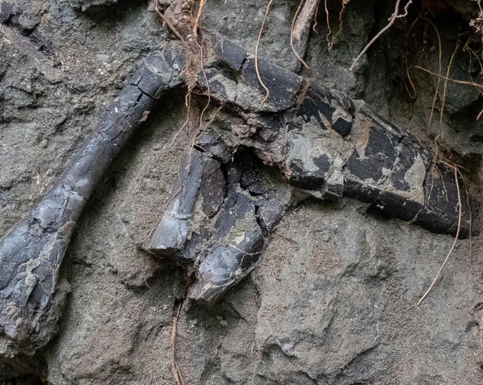 dinosaur-bones-found-almost-on-top-of-each-other-in-transylvania