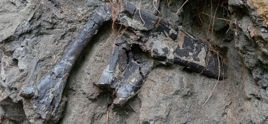 dinosaur-bones-found-almost-on-top-of-each-other-in-transylvania