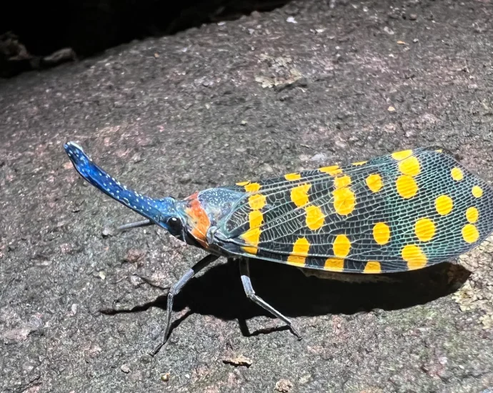 we-are-living-in-a-golden-age-of-species-discovery