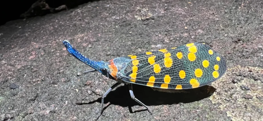 we-are-living-in-a-golden-age-of-species-discovery