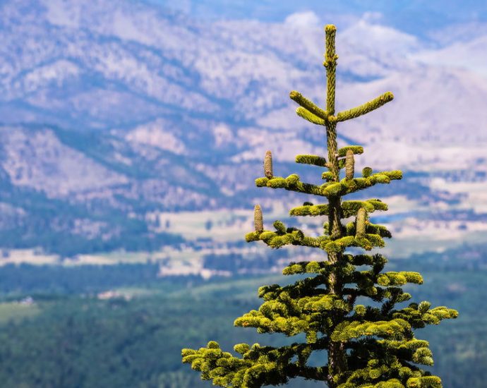 inside-california’s-wild-christmas-tree-harvest