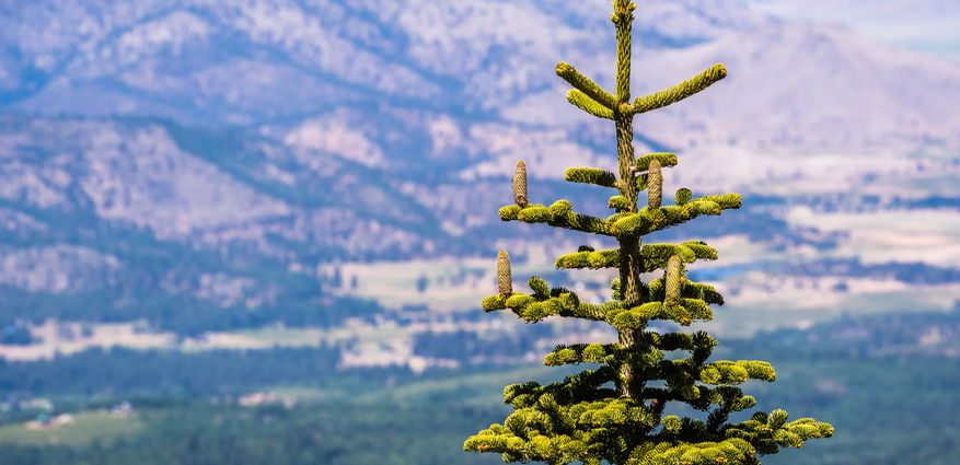inside-california’s-wild-christmas-tree-harvest