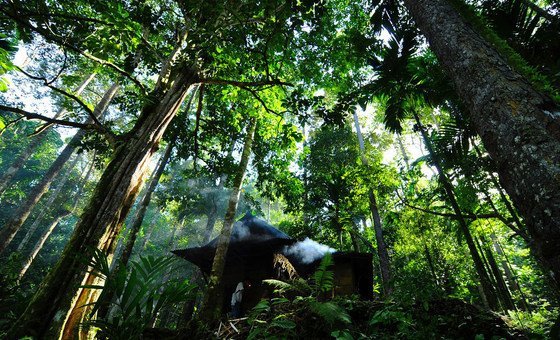 paper-and-wood:-forest-products-show-signs-of-recovery,-un-agency-says