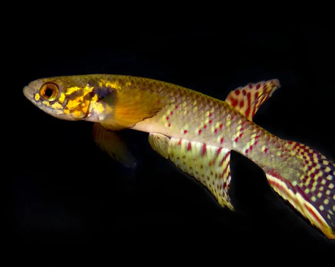 back-from-the-dead:-“extinct”-fish-rediscovered-in-a-remote-bolivian-pond-after-20-years