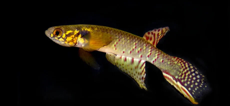 back-from-the-dead:-“extinct”-fish-rediscovered-in-a-remote-bolivian-pond-after-20-years