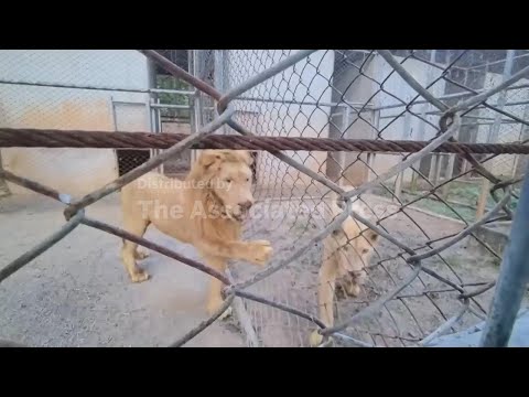 thailand-says-it-rescued-lions-and-bears-from-casino-used-as-outpost-by-cambodian-military