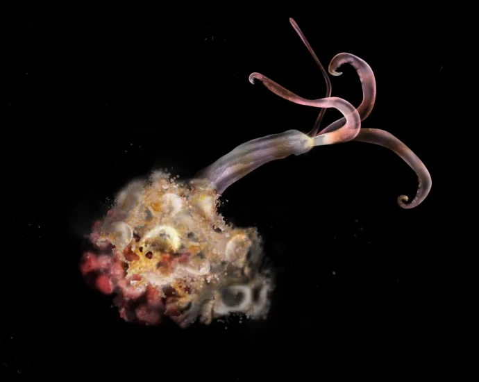 zombie-worms-are-missing-and-scientists-are-alarmed