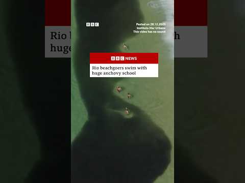 beachgoers-in-rio-de-janeiro-swim-with-huge-anchovy-school.-#rio-#brazil-#bbcnews