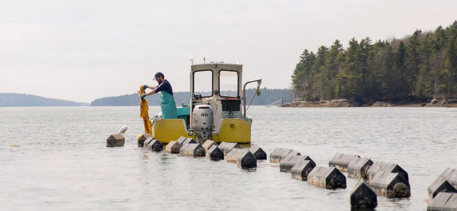 maine’s-shellfish-harvesters-are-caught-up-in-climate-related-closures