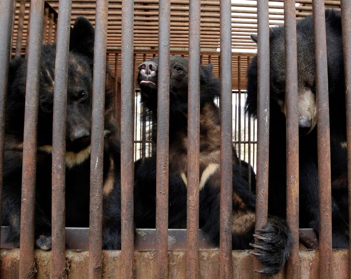 south-korea-announces-end-to-controversial-bear-bile-farming