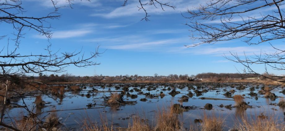 as-the-traitor-rolls-back-protections-for-wetlands,-new-jersey-maintains-a-higher-standard